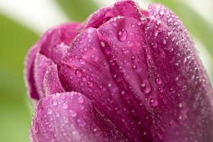 Macro of Purple Tulips with Water Drops photo