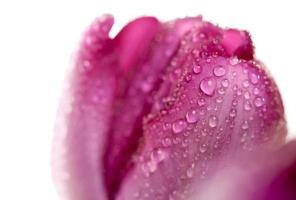Macro of Purple Tulips with Water Drops photo