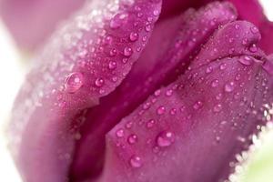 Macro of Purple Tulips with Water Drops photo