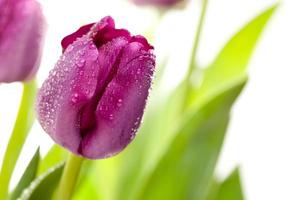 Macro of Purple Tulips with Water Drops photo