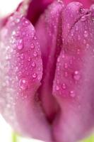 Macro of Purple Tulips with Water Drops photo