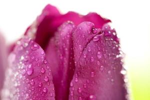 Macro of Purple Tulips with Water Drops photo