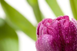 Macro of Purple Tulips with Water Drops photo