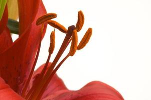 Beautiful Asiatic Lily Bloom photo