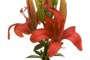 Beautiful Asiatic Lily Bloom photo