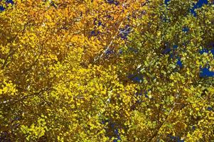 Colorful Aspen Pines photo