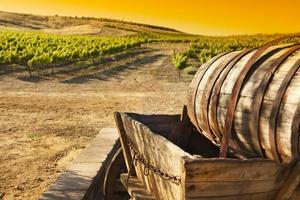 viñedo de uva con vagón de transporte de barril antiguo foto