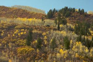 Colorful Aspen Pines photo