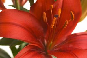 Beautiful Asiatic Lily Bloom photo