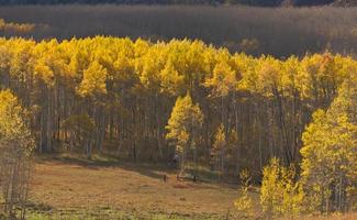 Aspen Pines Changing Color photo