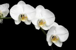 orquídeas blancas sobre negro foto