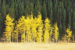 Aspen Pines Changing Color photo
