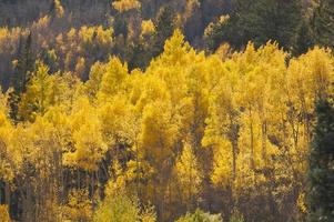 Aspen Pines Changing Color photo