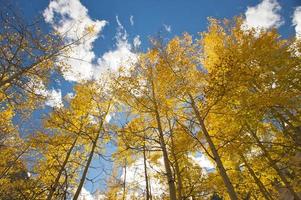 Colorful Aspen Pines photo