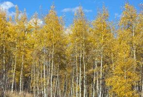 Colorful Aspen Pines photo