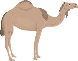 dromedary isolated on white background vector