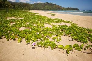 Flowers on the Bay Shoreline photo