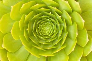 Beautiful Succulent Abstract photo