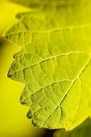 Dramatically Lit Grape Leaf on the Vine photo