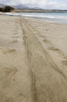 Trail from Elephant Seal on Ocean Shore Sand photo