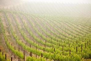 Beautiful Lush Grape Vineyard in The Morning Sun and Mist photo