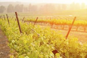 hermoso viñedo de uva exuberante en el sol y la niebla de la mañana foto