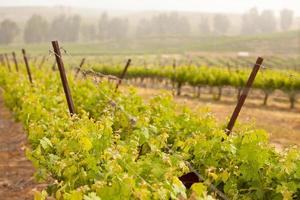 Beautiful Lush Grape Vineyard in The Morning Sun and Mist photo