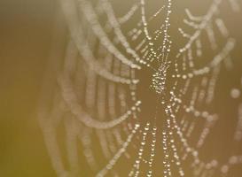 Wet Spider Web in The Morning Mist photo