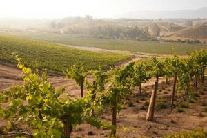 Beautiful Lush Grape Vineyard in The Morning Sun and Mist photo