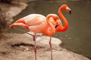 hermosa pareja de flamencos descansa foto