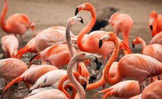 Flock of Beautiful Flamingos photo