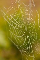 tela de araña mojada en la niebla de la mañana foto