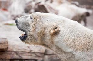 majestuoso perfil de oso polar foto