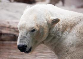 majestuoso perfil de oso polar foto