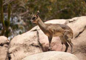 Rock-Dancing Cliff Springer, Klipspringer photo