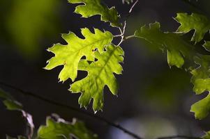 Backlit Oak Leaves photo