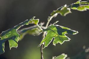 Backlit Oak Leaves photo