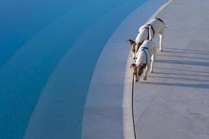 Poolside Dog Patrol photo