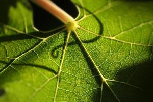 Beautiful Backlit Grape Leaf With Shadow of Vine. photo