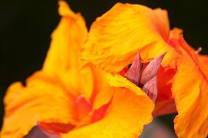 Radiant Canna Lily photo