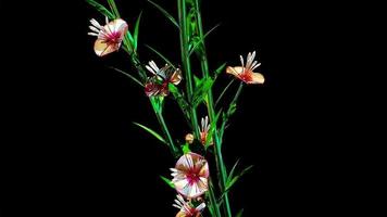 Atkinsiana Botanical Flowers 3D Rendering photo