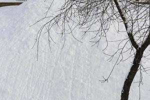 Path and Trees in a Parc in Snow in Winter photo