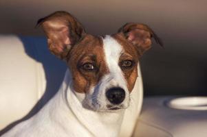 Jack Russell Terrier Portrait photo