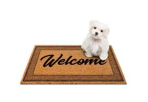 Maltese Puppy Sitting on Welcome Mat Isolated on White. photo