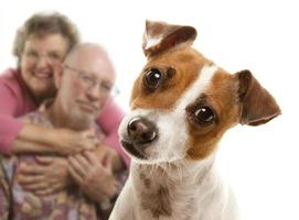 Portait of an Adorable Jack Russell Terrier photo