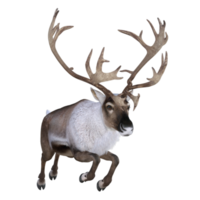 cerf isolé rendu 3d png