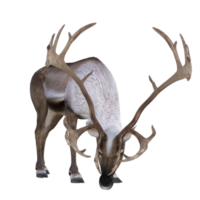 cerf isolé rendu 3d png