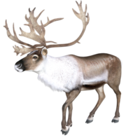 cerf isolé rendu 3d png