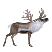 cerf isolé rendu 3d png