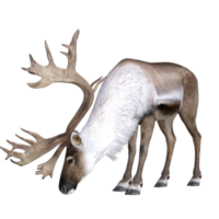 cerf isolé rendu 3d png